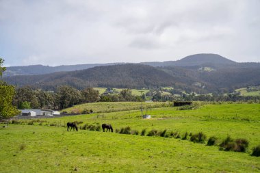 Avustralya 'da bir tarlada güzel bir at. Baharda çayırdaki atlar