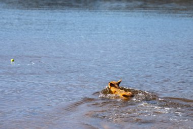 Kelpie sahilde ve baharda bir topla yüzüyor.