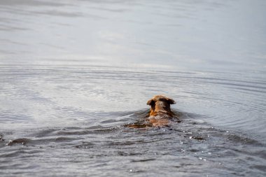 Kelpie sahilde ve baharda bir topla yüzüyor.