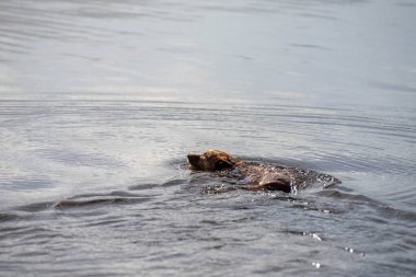 Kelpie sahilde ve baharda bir topla yüzüyor.