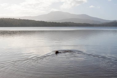 Kelpie sahilde ve baharda bir topla yüzüyor.