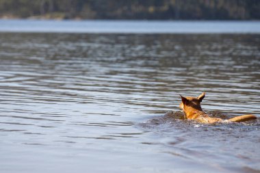 Kelpie sahilde ve baharda bir topla yüzüyor.