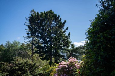 Sprin, Avustralya 'da bir botanik bahçesindeki ağaçlar