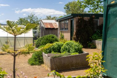 Avustralya 'da ilkbaharda büyüyen bütünsel sebze bahçesi