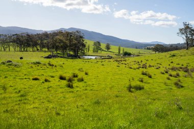 Baharda Avustralya 'da bir çiftlikte tarım arazisi.