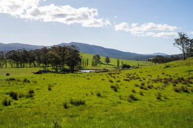 Baharda Avustralya 'da bir çiftlikte tarım arazisi.
