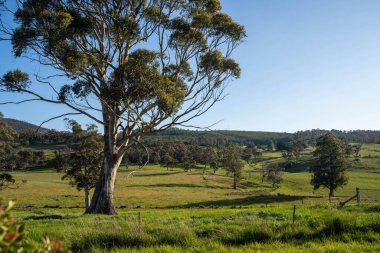 Baharda Avustralya 'da bir çiftlikte tarım arazisi.
