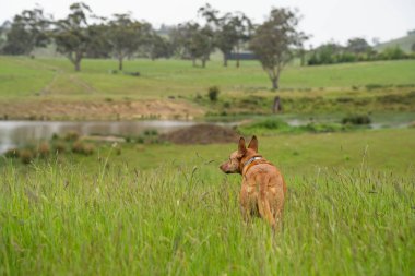 Baharda Avustralya 'da bir çiftlikte tarım arazisi.