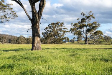 Baharda Avustralya 'da bir çiftlikte tarım arazisi.