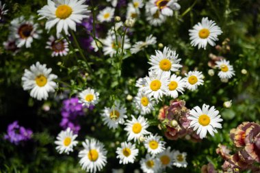 Avustralya, Sprin 'de bir bahçede papatya çiçekleri.