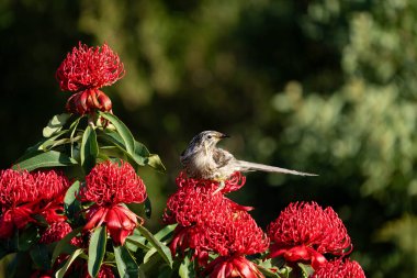 yellow wattlebird feeding on a red waratah flower on tasmania australia in spring clipart