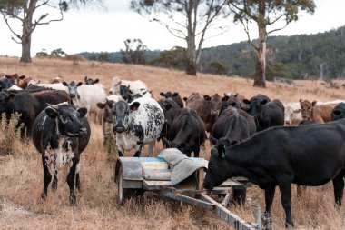 black angus cattle eating free choice mineral from a mineral cart in a farm, cattle lick blocks and livestock nutrition lick block on a farm in summer in australia