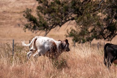 Avustralya 'daki güzel sığırlar ot yer, otlakta otlarlar. Tarımsal bir çiftlikte yetiştirilen sığır sürüsü. Yazın sürdürülebilir tarım