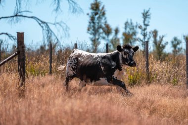 Avustralya 'daki güzel sığırlar ot yer, otlakta otlarlar. Tarımsal bir çiftlikte yetiştirilen sığır sürüsü. Yazın sürdürülebilir tarım