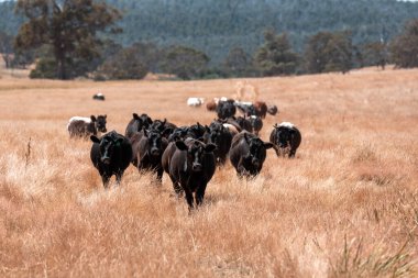 Avustralya 'daki güzel sığırlar ot yer, otlakta otlarlar. Tarımsal bir çiftlikte yetiştirilen sığır sürüsü. Yazın sürdürülebilir tarım