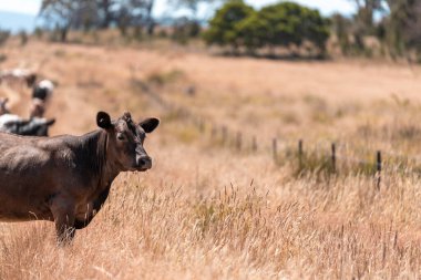 Avustralya 'daki güzel sığırlar ot yer, otlakta otlarlar. Tarımsal bir çiftlikte yetiştirilen sığır sürüsü. Yazın sürdürülebilir tarım
