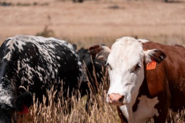 Avustralya 'daki güzel sığırlar ot yer, otlakta otlarlar. Tarımsal bir çiftlikte yetiştirilen sığır sürüsü. Yazın sürdürülebilir tarım