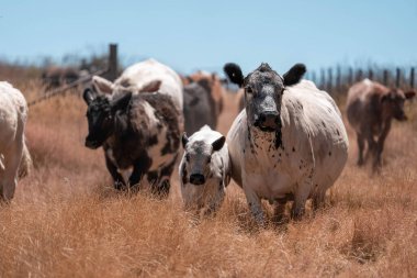 Avustralya 'daki güzel sığırlar ot yer, otlakta otlarlar. Tarımsal bir çiftlikte yetiştirilen sığır sürüsü. Yazın sürdürülebilir tarım