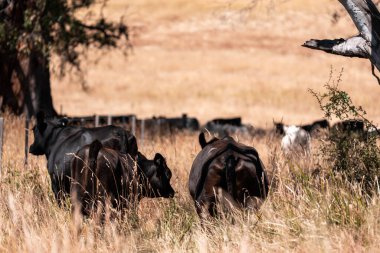 Avustralya 'daki güzel sığırlar ot yer, otlakta otlarlar. Tarımsal bir çiftlikte yetiştirilen sığır sürüsü. Yazın sürdürülebilir tarım