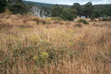 Yenilenebilir tarım çiftliğindeki uzun otlar. İlkbaharda Avustralya 'da bir çayırda çayır. 