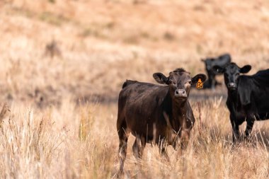 Carbon neutral cattle farming in a free range field on a farm in Australia  beautiful cattle in Australia eating grass, grazing on pasture. Herd of cows free range beef being regenerative raised in summer