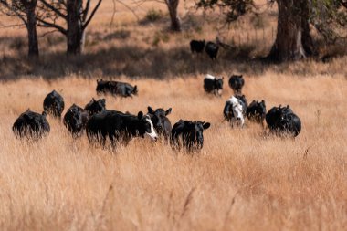 beautiful cattle in Australia  eating grass and grazing long dry pasture in summer
