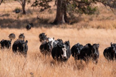 Stud Beef bulls, cows and calves grazing on grass in a field, in Australia. breeds of cattle include speckled park, murray grey, angus, brangus and wagyu on long pasture in  summer