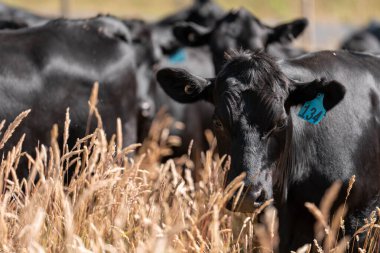 beautiful cattle in Australia  eating grass and grazing long dry pasture in summer