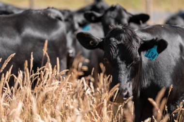 Avustralya 'daki güzel sığırlar ot yer, otlakta otlarlar. Tarımsal bir çiftlikte yetiştirilen sığır sürüsü. Yazın sürdürülebilir tarım