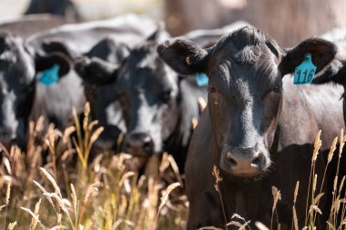 livestock cows grazing in a meadow, sustainable carbon neutral farming being practiced. regenerative raised cows in a field. agricultural technology innovation.