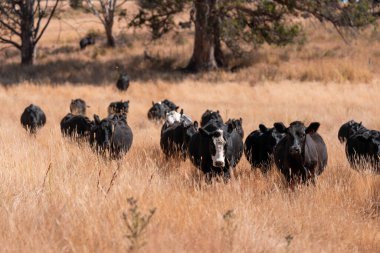 cows and cattle grazing in tasmania Australia in summer
