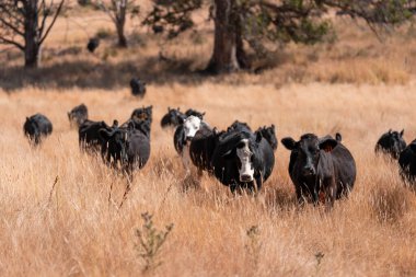 Stud beef hereford cows in a field on a farm in England. English cattle in a meadow grazing on pasture in springtime. Green grass growing in a paddock on a sustainable agricultural ranch in summer