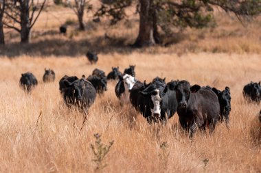 Avustralya 'da sığır çiftliğinde otlayan sığır ve dana eti. Yazın Murray Grey, Angus ve Wagyu cinsleri.