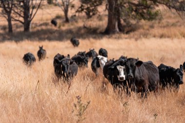 livestock cows grazing in a meadow, sustainable carbon neutral farming being practiced. regenerative raised cows in a field. agricultural technology innovation.
