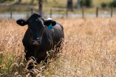 Avustralya 'da sığır çiftliğinde otlayan sığır ve dana eti. Yazın Murray Grey, Angus ve Wagyu cinsleri.