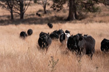 Stud beef hereford cows in a field on a farm in England. English cattle in a meadow grazing on pasture in springtime. Green grass growing in a paddock on a sustainable agricultural ranch in summer
