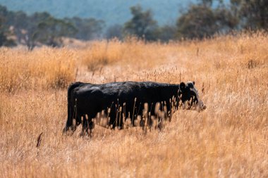 cows and cattle grazing in tasmania Australia in summer