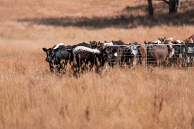 Avustralya 'da sığır çiftliğinde otlayan sığır ve dana eti. Yazın Murray Grey, Angus ve Wagyu cinsleri.