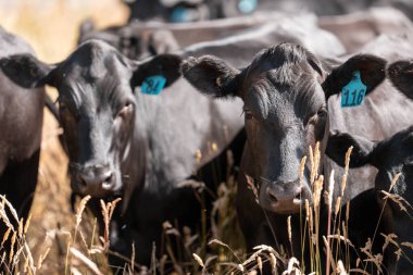 cows and cattle grazing in tasmania Australia in summer