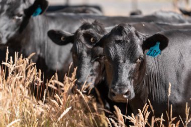 Carbon neutral cattle farming in a free range field on a farm in Australia  beautiful cattle in Australia eating grass, grazing on pasture. Herd of cows free range beef being regenerative raised in summer