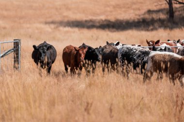 beautiful cattle in Australia  eating grass and grazing long dry pasture in summer