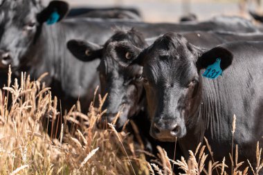 Stud Beef bulls, cows and calves grazing on grass in a field, in Australia. breeds of cattle include speckled park, murray grey, angus, brangus and wagyu on long pasture in  summer