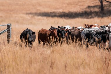 Avustralya 'daki güzel sığırlar ot yer, otlakta otlarlar. Tarımsal bir çiftlikte yetiştirilen sığır sürüsü. Yazın sürdürülebilir tarım