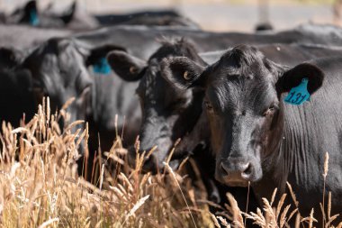 livestock cows grazing in a meadow, sustainable carbon neutral farming being practiced. regenerative raised cows in a field. agricultural technology innovation.