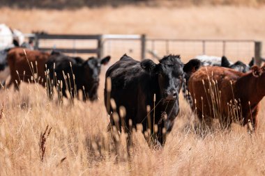 cows and cattle grazing in tasmania Australia in summer