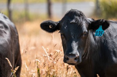Stud beef hereford cows in a field on a farm in England. English cattle in a meadow grazing on pasture in springtime. Green grass growing in a paddock on a sustainable agricultural ranch in summer