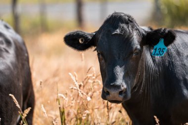 Stud Beef bulls, cows and calves grazing on grass in a field, in Australia. breeds of cattle include speckled park, murray grey, angus, brangus and wagyu on long pasture in  summer