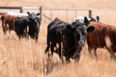 beautiful cattle in Australia  eating grass and grazing long dry pasture in summer