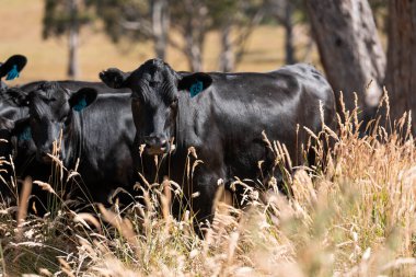 organic, regenerative, sustainable agriculture farm producing stud wagyu beef cows. cattle grazing in a paddock. cow in a field on a ranch in summer