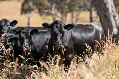 Stud beef hereford cows in a field on a farm in England. English cattle in a meadow grazing on pasture in springtime. Green grass growing in a paddock on a sustainable agricultural ranch in summer